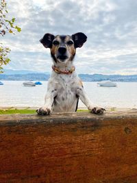 dog