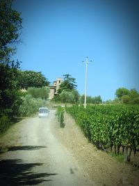 Road amidst agricultural field against clear blue sky