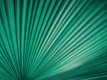 Full frame shot of palm leaf