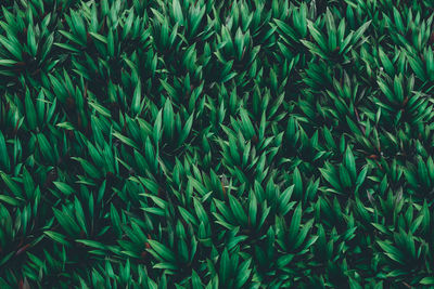 Full frame shot of bamboo plants on field