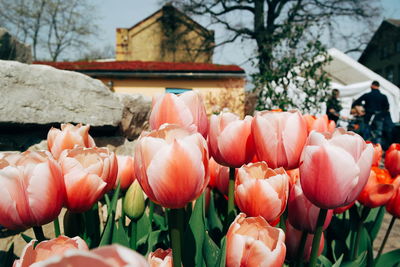 Close-up of flowers against built structure