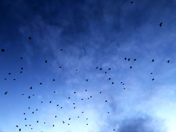 Low angle view of birds flying in sky