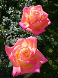 Close-up of pink rose blooming outdoors