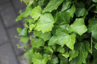 Green ivy , background, natural texture.