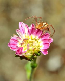 Close-up of honey bee on pink flower