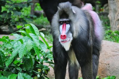 Close-up portrait of monkey