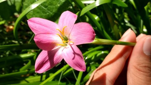 Close-up of hand holding pink flower