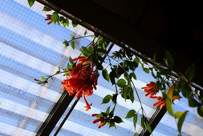 Low angle view of flowering plant