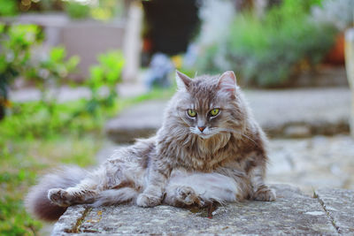 Portrait of cat relaxing outdoors