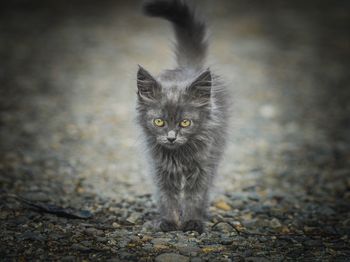 Portrait of cat standing outdoors