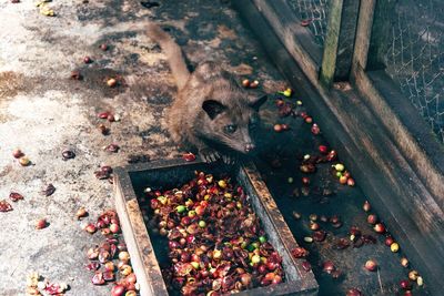 High angle view of berries on wood