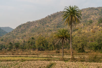 Scenic view of palm trees on field against sky