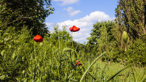 Close-up of poppy flowers blooming against sky