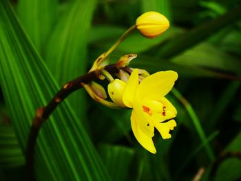 Close-up of yellow flowering plant