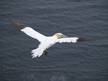 Close-up of swan flying over lake