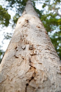 Low angle view of tree trunk