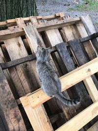 High angle view of lizard on wood