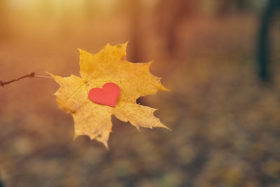 Close-up of maple leaves on tree during autumn