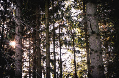 Low angle view of sunlight streaming through trees in forest