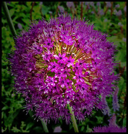 Close-up of pink flowers