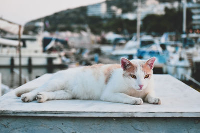 Portrait of a cat resting