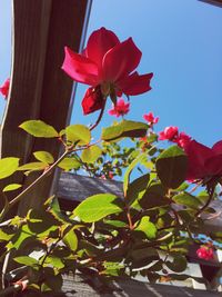 Low angle view of red flowers