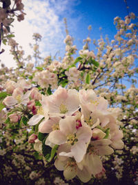 Close-up of fresh pink flowers blooming on tree against sky