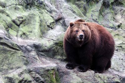 High angle view of bear in forest