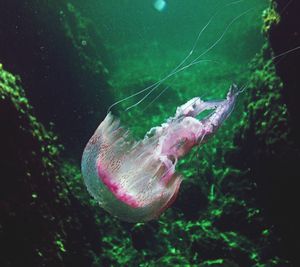 Close-up of jellyfish swimming in sea