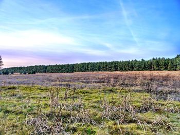 Scenic view of field against clear sky