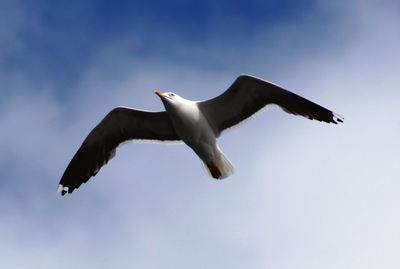 Low angle view of seagull flying against sky