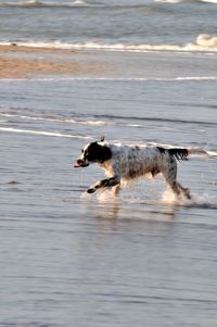 Side view of dog on beach