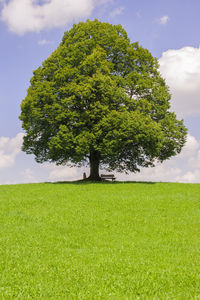 View of tree growing on grassy field against sky