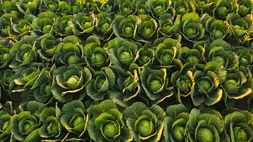 Sunset over a field of cabbage aerial view from above. agriculture field background.