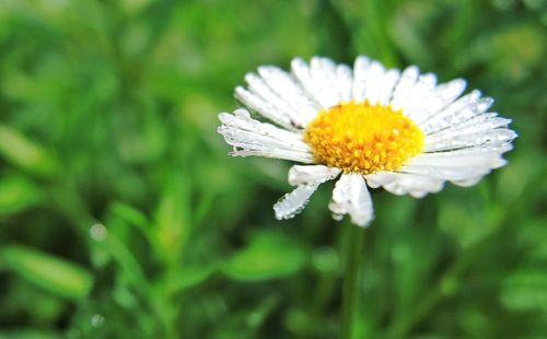 Close-up of white daisy