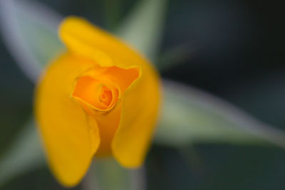 Close-up of yellow rose