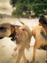 Dogs standing at beach