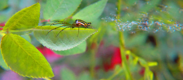 Close-up of insect on leaf