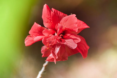 Close-up of red rose flower