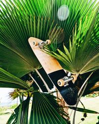 Close-up of palm tree leaves