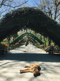 Low angle view of dog on street