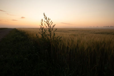 Morning glory. majestic summer fields bathed in sunrise light in northern europe