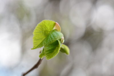 Close-up of plant growing outdoors