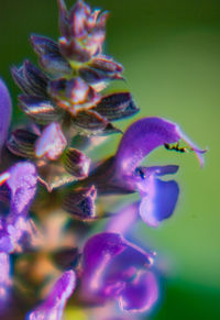 Close-up of purple flowers