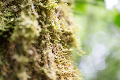 Close-up of plants growing on field