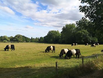 Horses in a field