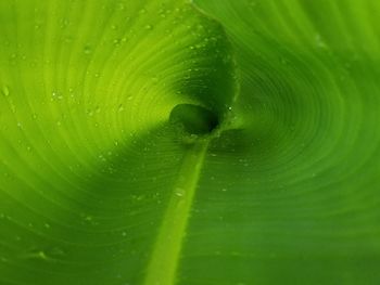 Full frame shot of wet green leaf