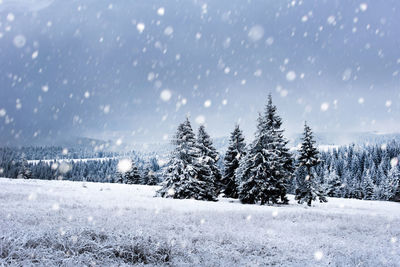 Trees on snow covered landscape against sky