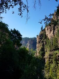 Low angle view of trees against clear sky