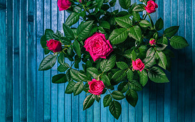 Close-up of pink flowers